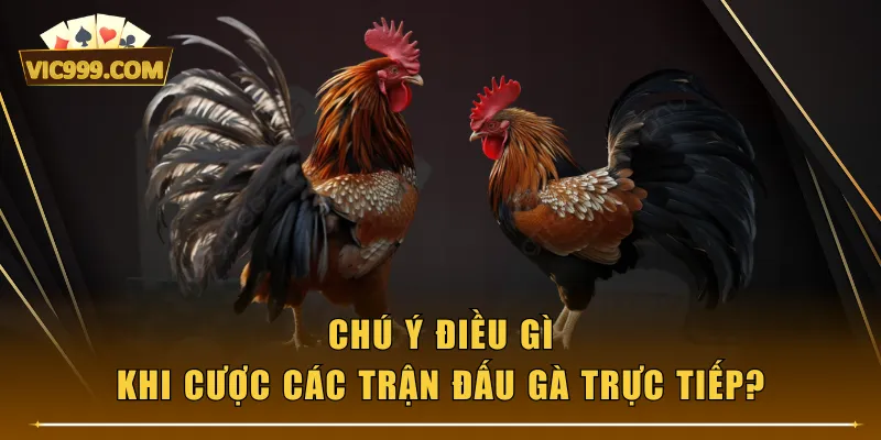 Chú ý điều gì khi cược các trận đấu gà trực tiếp?