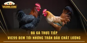 Đá Gà Trực Tiếp - VIC99 Đem Tới Những Trận Đấu Chất Lượng
