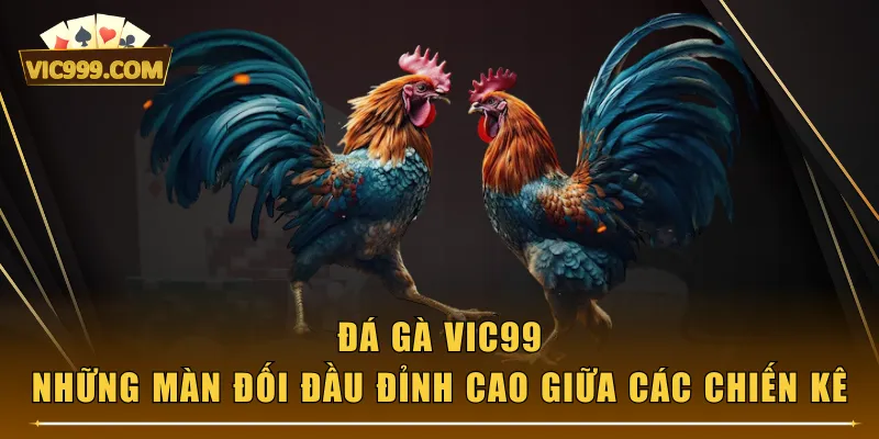 Đá Gà VIC99 - Những Màn Đối Đầu Đỉnh Cao Giữa Các Chiến Kê