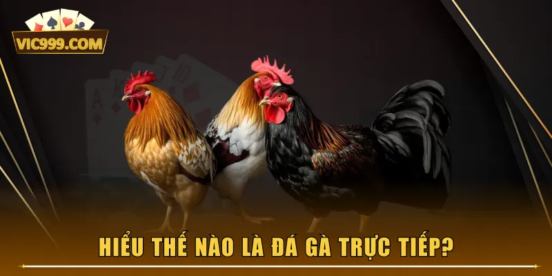 Hiểu thế nào là đá gà trực tiếp?