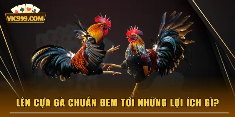 Lên cựa gà chuẩn đem tới những lợi ích gì?