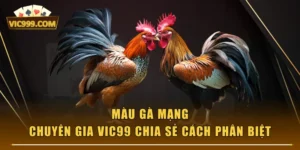 Màu Gà Mạng - Chuyên Gia VIC99 Chia Sẻ Cách Phân Biệt