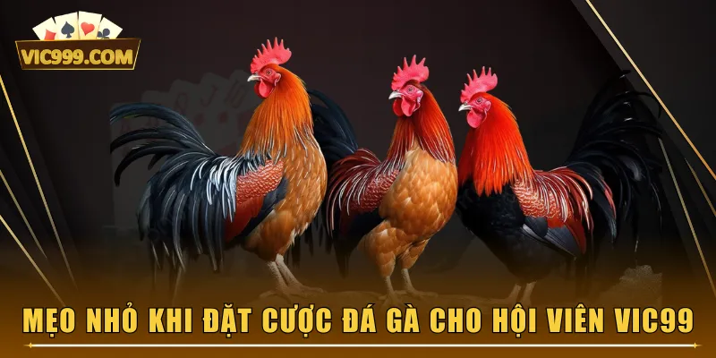 Mẹo nhỏ khi đặt cược Đá Gà cho hội viên VIC99