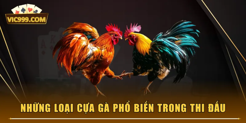 Những loại cựa gà phổ biến trong thi đấu