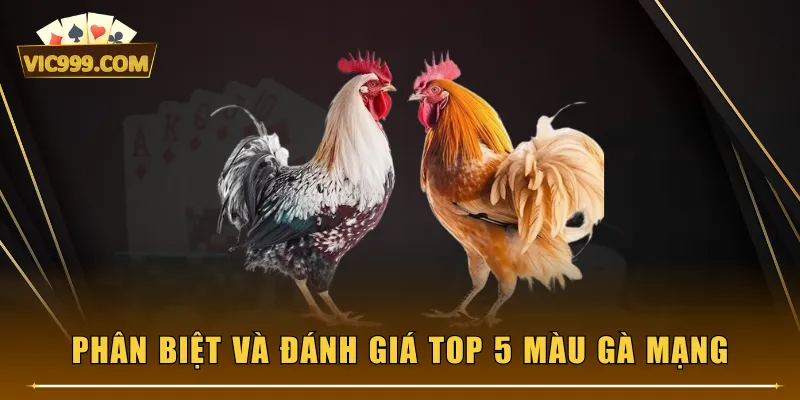 Phân biệt và đánh giá top 5 màu gà mạng