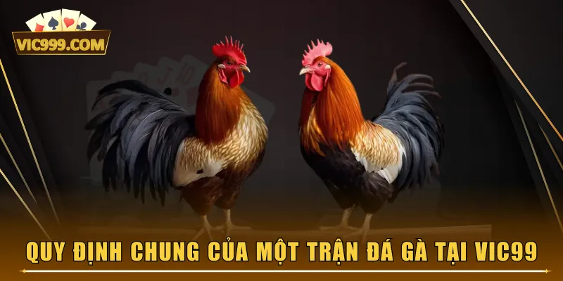 Quy định chung của một trận Đá Gà tại VIC99