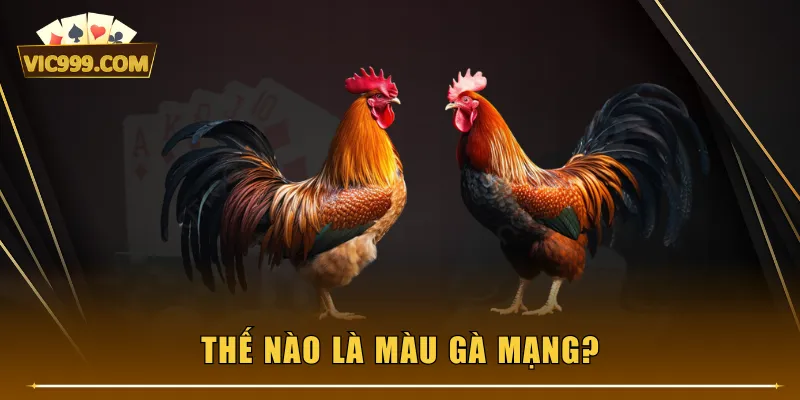 Thế nào là màu gà mạng?