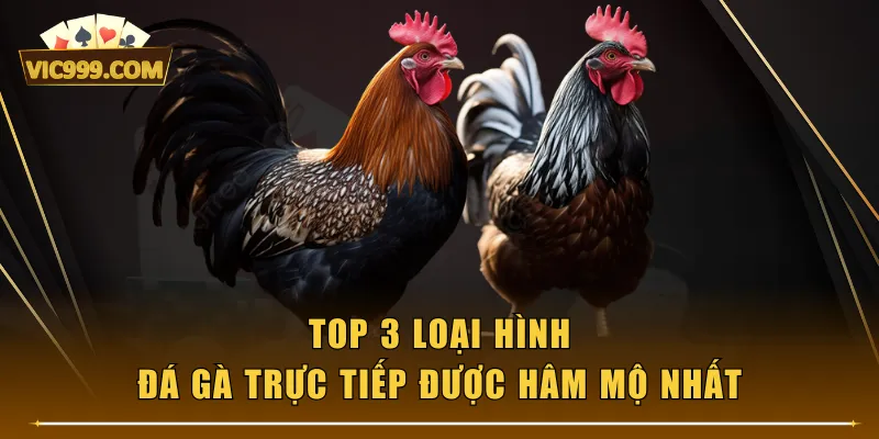 Top 3 loại hình đá gà trực tiếp được hâm mộ nhất